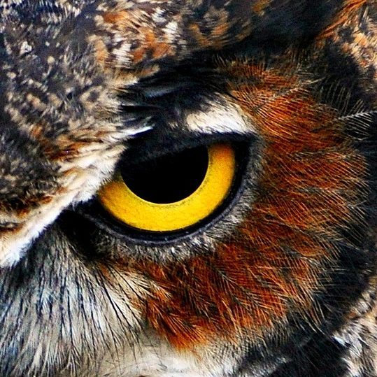 owl-eyes-539x539.jpg